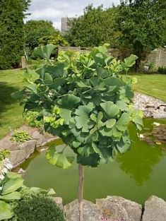 ginkgo biloba "mariken"