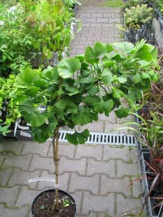 ginkgo biloba "mariken"