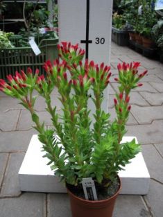 crassula coccinea - tlustice