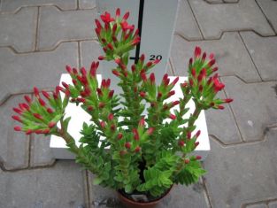 crassula coccinea - tlustice