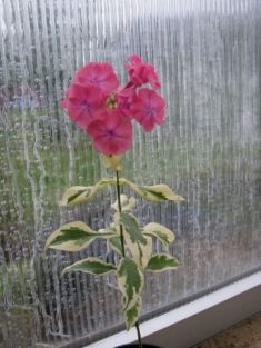 phlox paniculata variegata - plaménka panašovaná