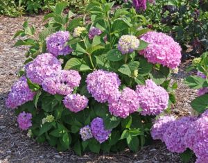 hydrangea macrophylla "endless summer"