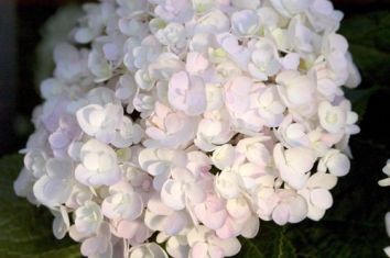 Hydrangea macr. "endless summer - blushing bride"
