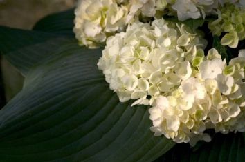 hydrangea macr. "endless summer - blushing bride" - hortenzie