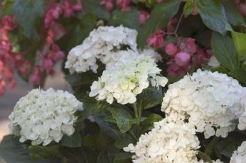 hydrangea macr. "endless summer - blushing bride" - hortenzie