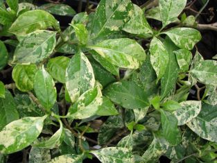 tabernaemontana divaricata variegata