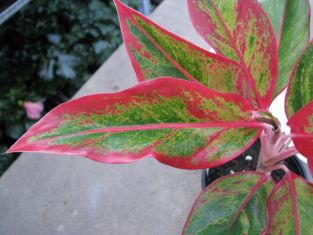 aglaonema commutatum "siam orlala" - aglaonema proměnlivá