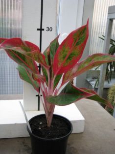aglaonema commutatum "siam orlala" - aglaonema proměnlivá