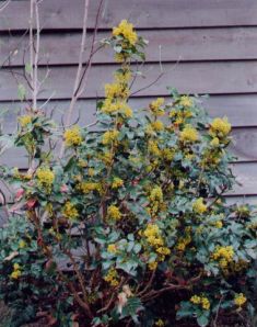 Mahonia aquifolium - mahonie cesmínolistá