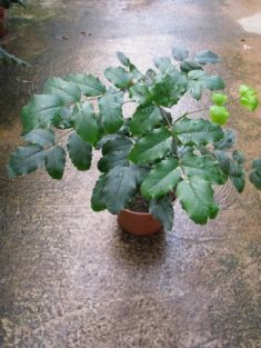 mahonia aquifolium - mahonie cesmínolistá