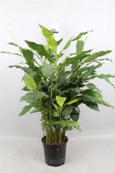 Elettaria cardamomum - kardamon