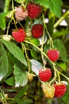 rubus idaeus "zeva III"