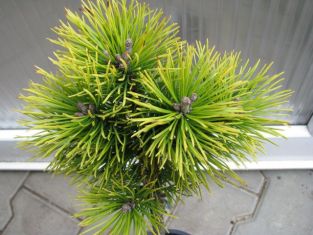 pinus mugo "winter gold"