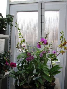 dendrobium hybrid č.2