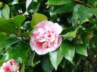 camellia "elizabeth dowd silver" - kamélie