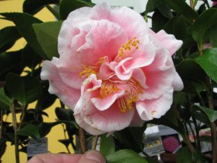 camellia "elizabeth dowd silver"