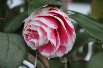 camellia "herme"