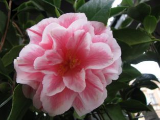 camellia "herme" - kamélie