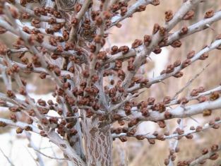 Hippophae rh. "pollmix" - rakytník řešetlákový - opylovač