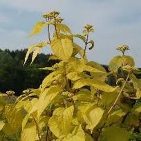 hydrangea serrata "golden sunlight"
