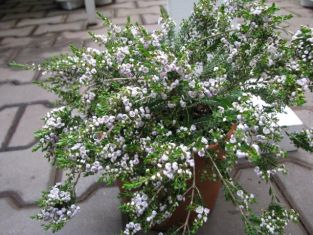 thryptomene racemulosa