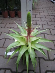 Tillandsia "samantha"