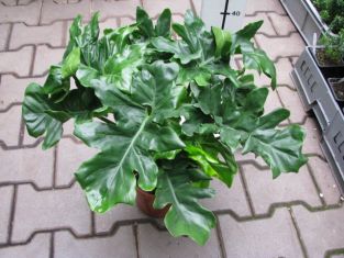 Philodendron selloum "atom"