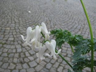 dicentra eximia "ivory hearts"