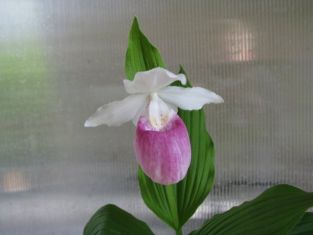 cypripedium reginae - střevíčník venkovní