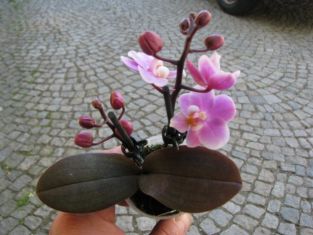 phalaenopsis mini s vínovým listem