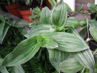 tradescantia fluminensis "quicksilver"