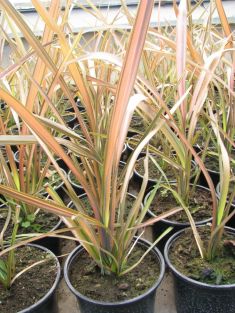 phormium tenax "sunrise"