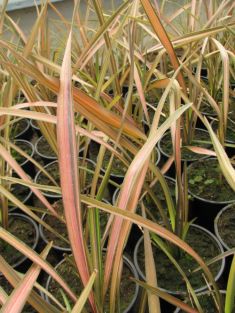 phormium tenax "sunrise" - lenovník