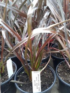 phormium tenax "platts black"