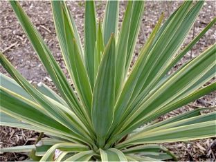 Yucca gloriosa variegata - juka