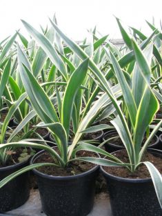 yucca gloriosa variegata - juka