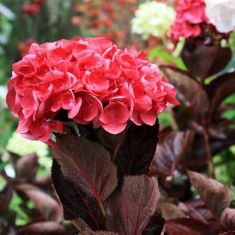 hydrangea macrophylla "merveille sanguine" - hortenzie