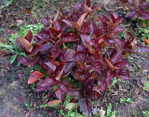hydrangea macrophylla "merveille sanguine" - hortenzie
