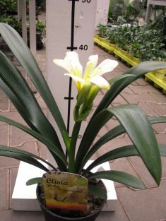 clivia miniata "citrina" - klívie, řemenatka žlutá