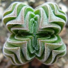 crassula "buddah´s tempel"