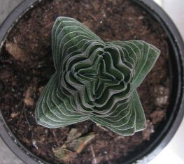 crassula "buddah´s tempel" - tlustice