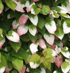 Actinidia kolomikta,sierkiwi - kiwi opylovač