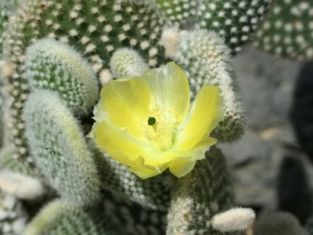 opuntia microdasys albispina - opuncie