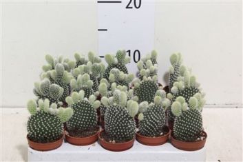 opuntia microdasys albispina - opuncie