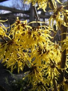 Hamamelis intermedia "arnold promise"