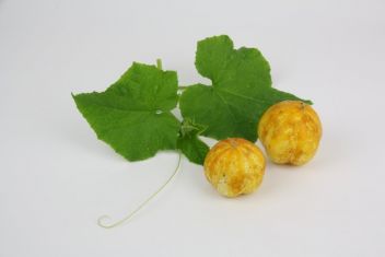 cucumis sativus "lemon apple" - citrónová okurka