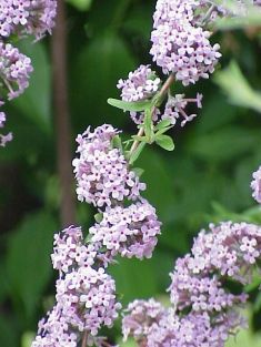 buddleja alternifolia - motýlokvět, komule