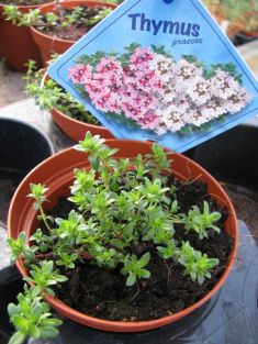 Thymus praecox