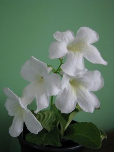 streptocarpus "malibu"