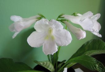 streptocarpus "snezhnaya koroleva"